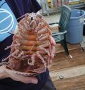 Songs for Giant Isopods