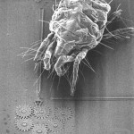 Science Art: <i>A Gear Chain with a Mite Approaching</i> Science Art: <i>A Gear Chain with a Mite Approaching</i>