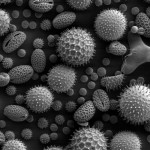 Science Art: <i>Misc Pollen</i>, by Dartmouth Electron Microscope Facility. Science Art: <i>Misc Pollen</i>, by Dartmouth Electron Microscope Facility.