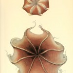 Science Art: <i>n238_w1150 (Plate XCV:Opisthoteuthis VERRILL)</i> from <i>The Cephalopoda</i>, ed. by Carl Chun, c. 1915 Science Art: <i>n238_w1150 (Plate XCV:Opisthoteuthis VERRILL)</i> from <i>The Cephalopoda</i>, ed. by Carl Chun, c. 1915