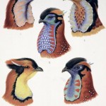 Science Art: <i>Wattles of Cock Tragopans</i>, by William Beebe, from <i>A Monograph on Pheasants</i>, 1918-1922. Science Art: <i>Wattles of Cock Tragopans</i>, by William Beebe, from <i>A Monograph on Pheasants</i>, 1918-1922.
