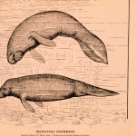 Science Art: <i>Manatees Swimming</i> by Henry W. Elliott