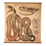 Science Art: <i>Ophidia I. Tropidonotus natrix Tab 18</i>, by Paul Pfurtscheller Science Art: <i>Ophidia I. Tropidonotus natrix Tab 18</i>, by Paul Pfurtscheller