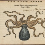 Science Art: <i>Octopos vulgo Graeco</i>, by Pierre Belon (Petri Bellonii Cenomani), in <i> De aquatilibus</i>, 1553 Science Art: <i>Octopos vulgo Graeco</i>, by Pierre Belon (Petri Bellonii Cenomani), in <i> De aquatilibus</i>, 1553