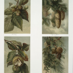 Science Art: <i>Hickory, Norway Spruce, Chestnut, and Red Cedar & Pitch Pine</i>, L. Prang chromolithograph.