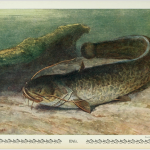 Science Art: <i>Wels (Catfish)</i> by Heinrich Harder, from <i>Unsere Süßwasserfische</i> by Dr. Emil Walter, 1913. Science Art: <i>Wels (Catfish)</i> by Heinrich Harder, from <i>Unsere Süßwasserfische</i> by Dr. Emil Walter, 1913.