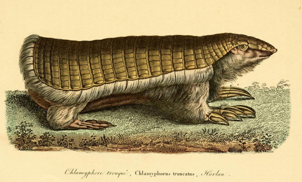 chlamyphore_tronque