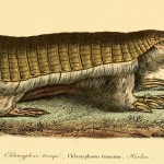 Science Art: <i>Chlamyphore tronque</i>, Chlamyphorus truncatus, <i>Harlan</i>, by René Primevère Lesson