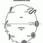 Science Art: <i>5257: Life cycle of</i> Diphyllobothrium latum. Science Art: <i>5257: Life cycle of</i> Diphyllobothrium latum.