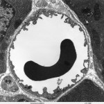 Science Art: <i>A red blood cell in a capillary, pancreatic tissue – TEM</i>, by Louisa Howard