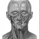 Science Art: <i>Figure 134</i>,  from “Face,” by Richard Partridge, in <i>The Cyclopaedia of Anatomy and Physiology</i>, 1839
