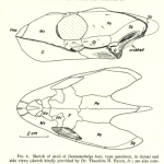 Science Art: <i>Fig. 4, Sketch of skull of </i>Desmatochelys lowi, from <i>Fieldiana: Geology</i>, Vol. 14, 1960.