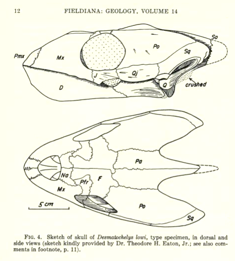 fieldiana_desmalochelys_lowi