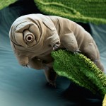 Science Art: <i>Tardigrade</i>