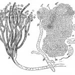 Science Art: <i>Simplest Mode of Development of Monads and Fungi from the Pellicle</i>, 1871.