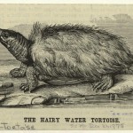 Science Art: <i>The Hairy Water Tortoise</i>, <i>Scientific American</i>, December 21,1878