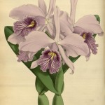 Science Art: <i>Cattleya Maxima Backhousei</i> by John Nugent Fitch, 1886