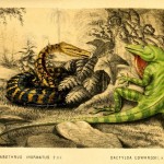 Science Art: <i>Plate IV: </i>Chilabothrus Inornatus<i> and </i>Dactyloa Edwardsii, by M&N Hanhart,1851.