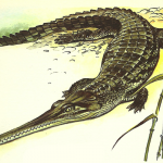 Science Art: <i>Indian Gharial</i> by Wilhelm Eigener, 1958