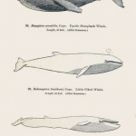 Science Art: <i>Hover Whales</i> (from <i>Suggestions to the keepers of the U.S. life-saving stations, light-houses, and light-ships; and to other observers, relative to the best means of collecting and preserving specimens of whales and porpoises</i>. By Frederick W. True.) Science Art: <i>Hover Whales</i> (from <i>Suggestions to the keepers of the U.S. life-saving stations, light-houses, and light-ships; and to other observers, relative to the best means of collecting and preserving specimens of whales and porpoises</i>. By Frederick W. True.)