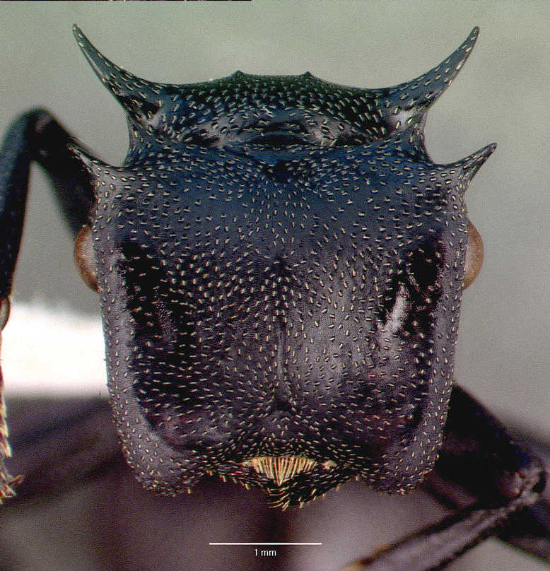 casent0010677_h_1_high Cephalotes atratus