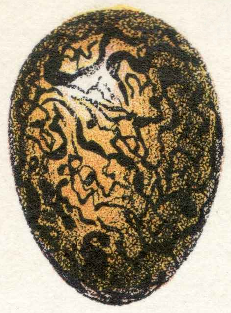 Oeufs002b,29_AlphonseMillet_jacana