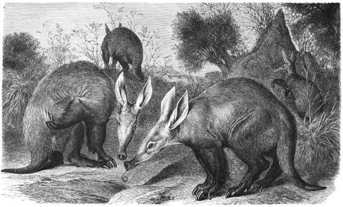 brehmstierlebenAardvark
