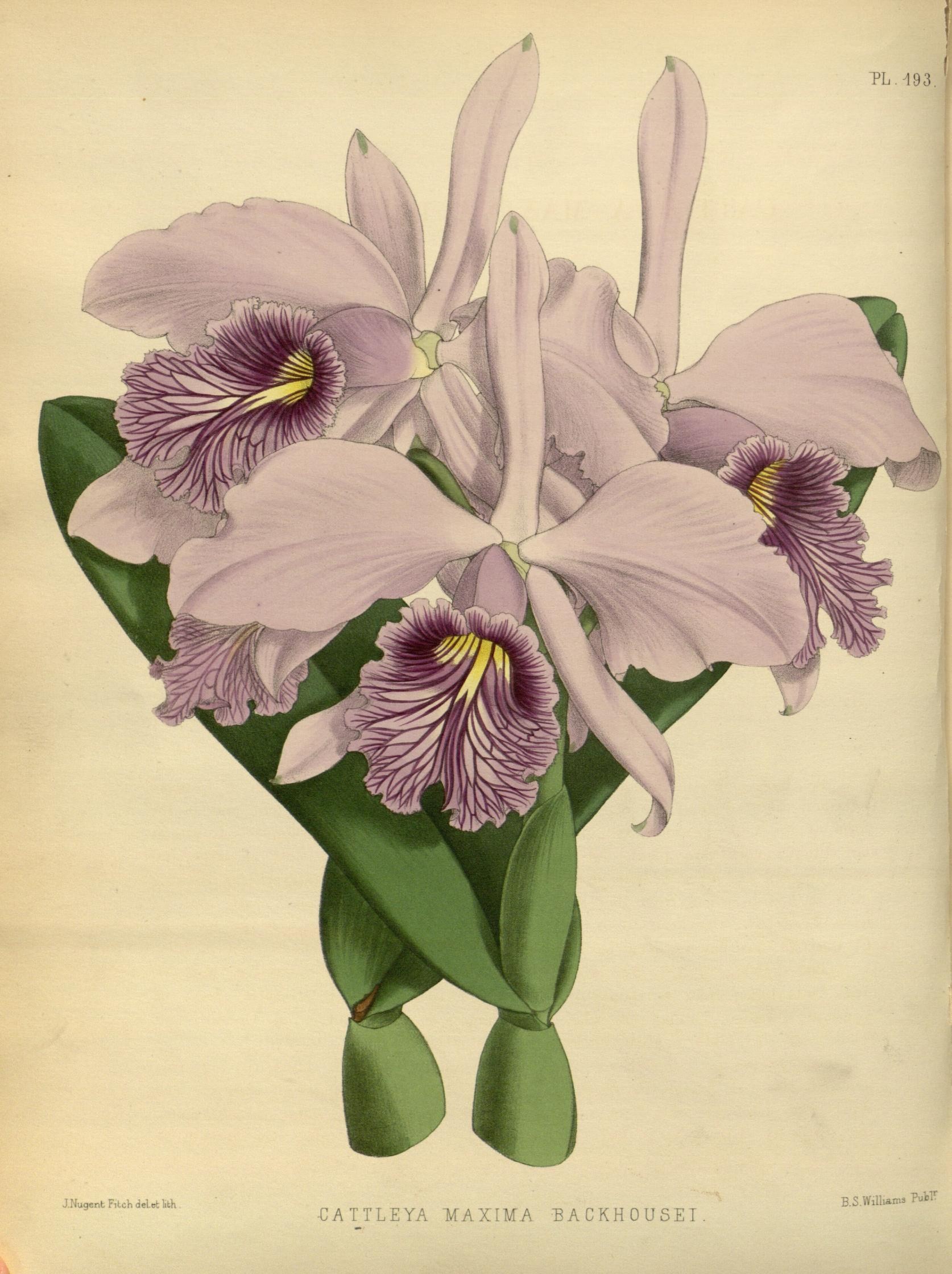 cattleya_maxima_backhousei