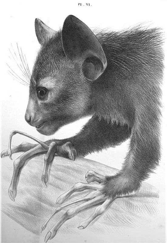 Richard Owens on the Aye-aye