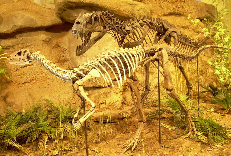 800px-Ceratosaurus_&_Dryosaurus