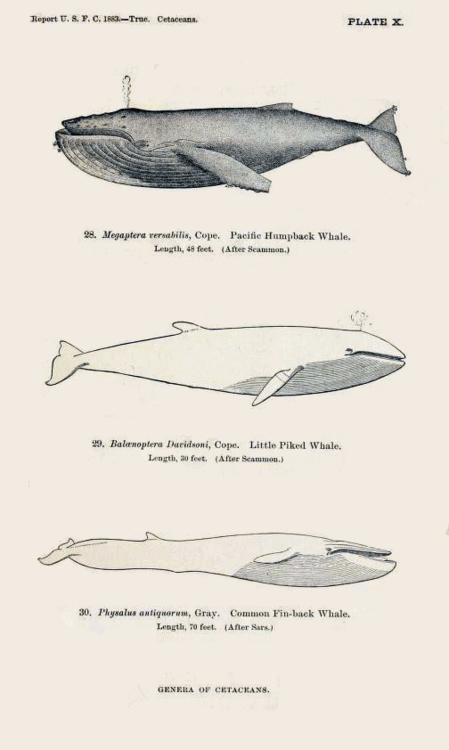HoverWhalesSuggestionstotheKeepers