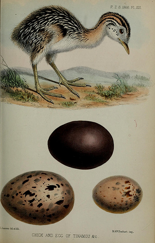 chickandeggoftinamouetc