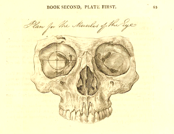 BELLPlanForMusclesOfEye