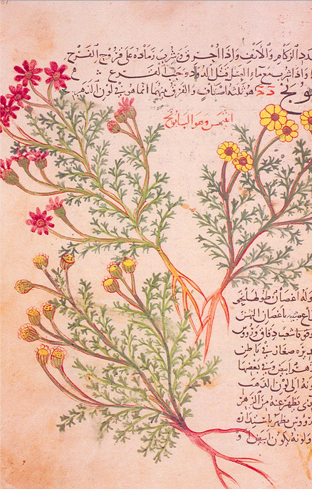 ghafiqiHerbal