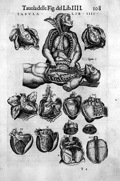 398px-Valverde_heart_lungs