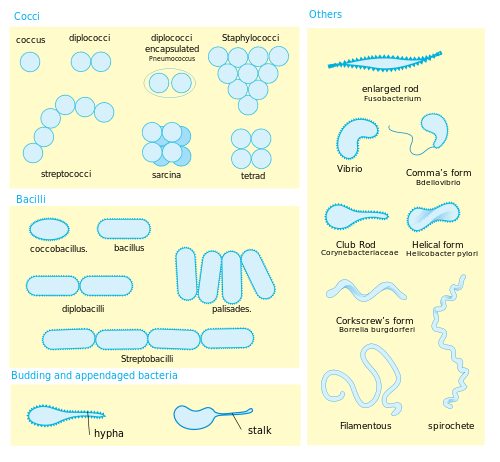 500px-Bacterial_morphology_diagram