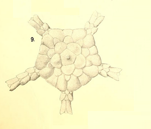 EchinodermataGriegPlateVdetail