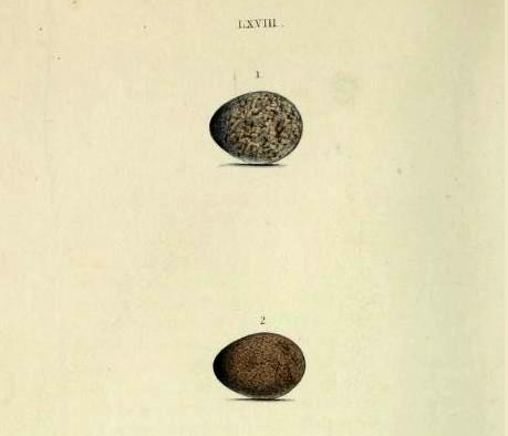 BritishOologyAnthusAquaticusAnthusPratensis