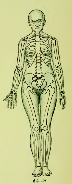 Die_Frau_als_Hausärztin_(1911)_137_Weibliche_Normalgestalt