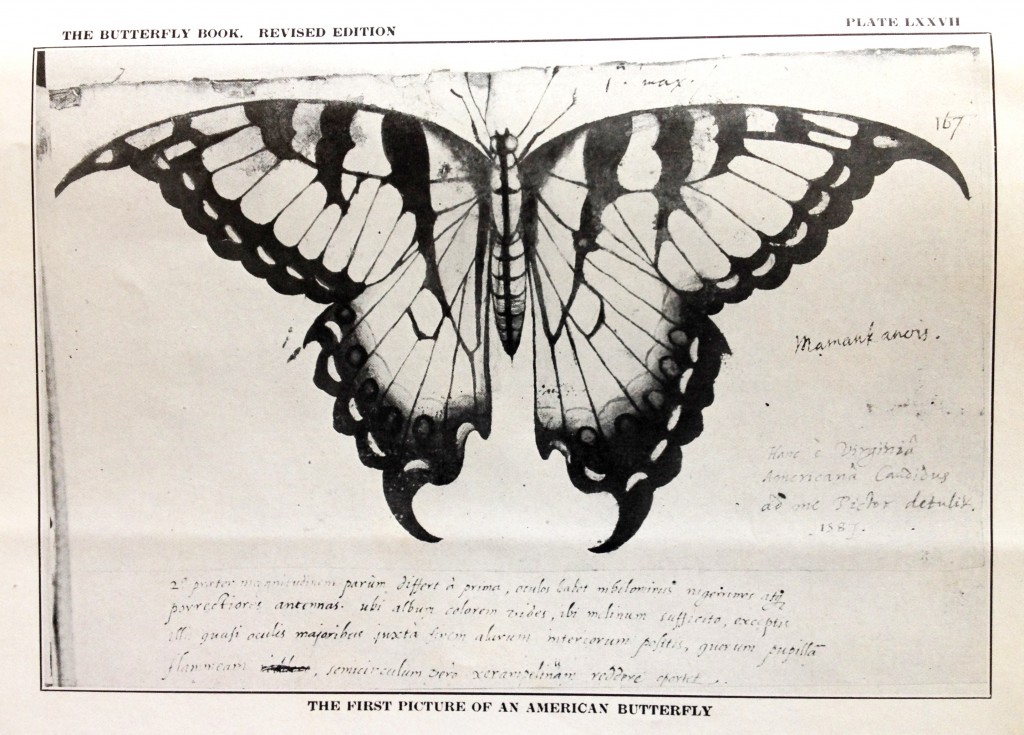 PlateLXXVII_FirstAmericanPictureButterfy