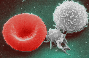 Red_White_Blood_cells