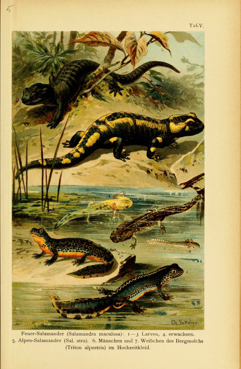 DurigenFeuerSalamander