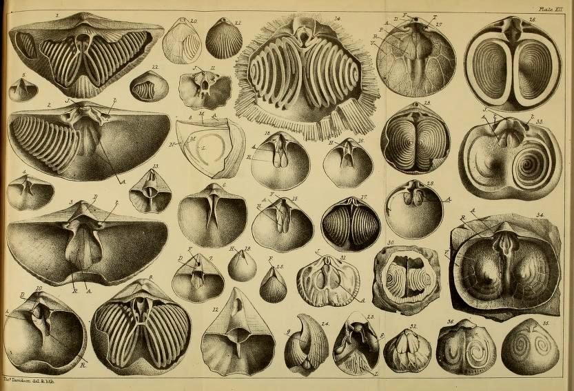 From Thomas Davidson's Palaeontological Notes on the Brachiopoda: http://biodiversitylibrary.org/item/176366#page/495/mode/1up