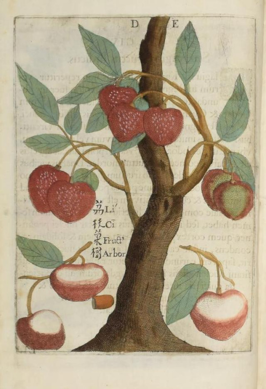A lychee. By Michel Boym, from http://www.biodiversitylibrary.org/bibliography/123322#/summary