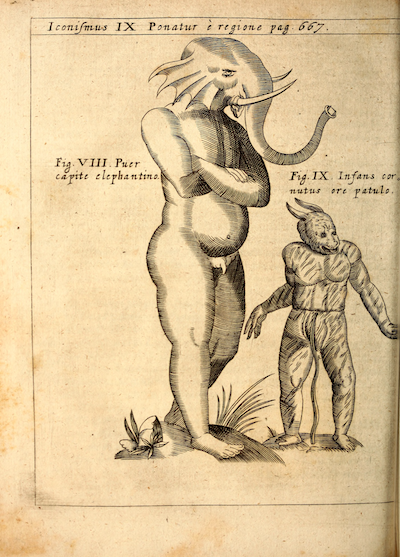 from http://www.biodiversitylibrary.org/bibliography/63881#/summary