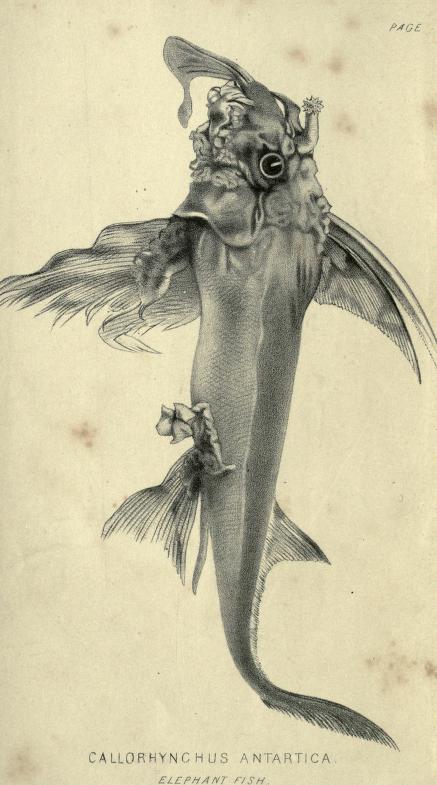 from https://archive.org/stream/fishesfishingart00wrigrich#page/n5/mode/2up