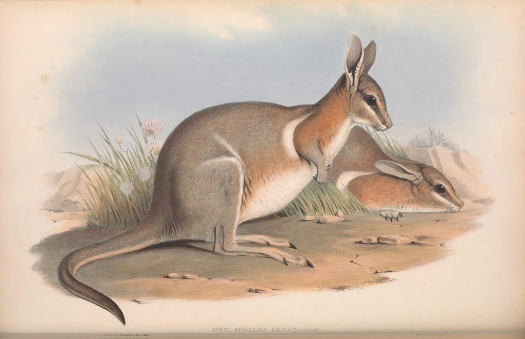 From John Gould's *The Mammals of Australia*, 1863: https://www.biodiversitylibrary.org/page/49740861#page/7/mode/1up