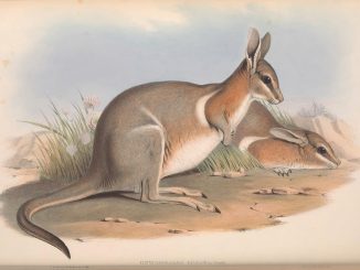 From John Gould's *The Mammals of Australia*, 1863: https://www.biodiversitylibrary.org/page/49740861#page/7/mode/1up