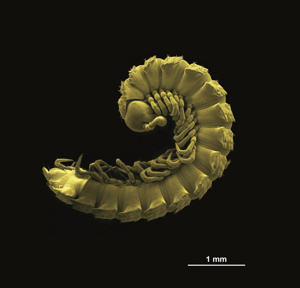 Polydesmus