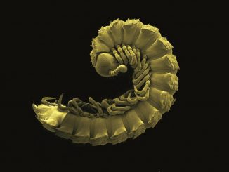 Polydesmus